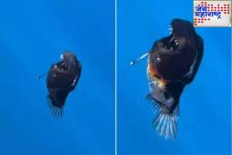 Black Sea Monster: प्रथमच कॅमेऱ्यात कैद झाला ‘ब्लॅक सी मॉन्स्टर’, दुर्मीळ व्हिडिओने इंटरनेटवर धुमाकूळ!