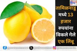 OMG! तामिळनाडूमध्ये 13 हजार रुपयांना विकले गेले एक लिंबू; काय आहे खास? जाणून घ्या