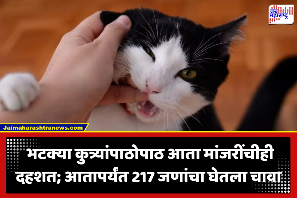 Chhatrapati Sambhajinagar : भयंकर! मांजरींचा 217 जणांना चाव; दररोज 7 जण मांजराच्या चाव्याचे ठरले शिकार