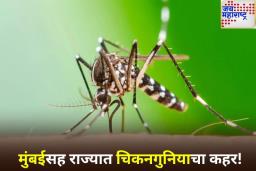 मुंबईसह महाराष्ट्रात चिकनगुनियाचे रुग्ण वाढले; चीनमध्येही परिस्थिती गंभीर, WHO ने व्यक्त केली चिंता