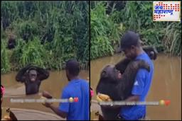 Gorilla Hugs Man Video : गोरिल्लाने दिली जादू की झप्पी; लोक म्हणाले, माणसापेक्षाही चांगले शिष्टाचार आणि सभ्य