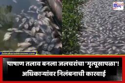Lake Fish Death: पाषाण तलावात मृत माशांचा खच,  PMC आयुक्तांचा मोठा दणका; चार अधिकाऱ्यांवर निलंबनाची कुऱ्हाड