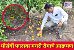 पैठण तालुक्यातील मोंसबी उत्पादक शेतकरी चिंताग्रस्त; मोसंबीचा भाव घसल्याने शेतकरी दुहेरी संकटात