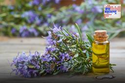 Rosemary Water Or Rosemary Oil: केसांच्या वाढीसाठी रोझमेरी वॉटर की रोझमेरी ऑइल सर्वोत्तम आहे? ते वापरण्याची योग्य पद्धत जाणून घ्या…