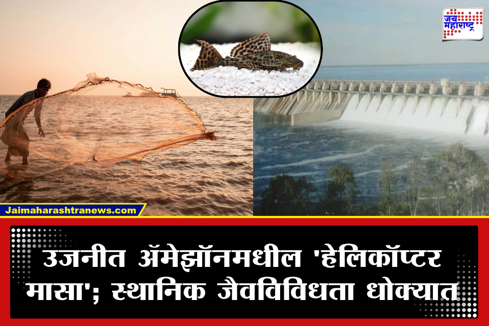 Ujani Dam Suckermouth Catfish: उजनी धरणातील ‘सकरमाउथ कॅटफिश’मुळे मच्छिमारांचे मोठे नुकसान! भारतात पहिली परदेशी मासे हटाव मोहीम सुरू