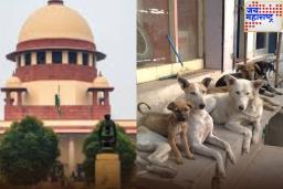 दिल्ली-एनसीआरमध्ये रस्त्यांवर दिसणार नाहीत भटके कुत्रे; सर्वोच्च न्यायालयाने दिला ‘हा’ आदेश