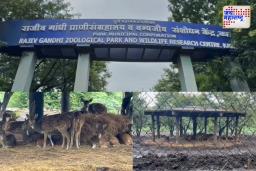 धक्कदायक बातमी: पुण्यातील राजीव गांधी प्राणी संग्रहालयात 14 हरणांचा मृत्यू