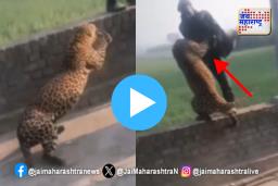 बिबट्यापुढे ताकद दाखवण्याचा प्रयत्न महागात! 5 सेकंदात हातच तोडला – थरारक व्हिडीओ व्हायरल