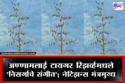 AI नव्हे, सत्य! Annamalai Tiger Reserve मध्ये निसर्गाची अनोखी मैफल; रंगीबेरंगी पक्ष्यांचा किलबिलाट झाला व्हायरल