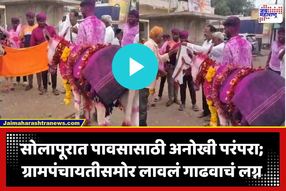 Solapur: पाऊस पडावा म्हणून चक्क गाढवाचं लग्न; सोलापूरात ग्रामस्थांनी वरुणराजाला घातलं अनोखं साकडं