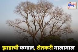 यवतमाळचा शेतकरी मालामाल; झाडाने बनवलं करोडपती