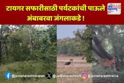 टायगर सफारीसाठी पर्यटकांची पाऊले अंबाबरवा जंगलाकडे !