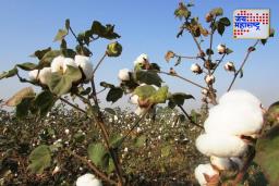 Agriculture news Update : कापूस खरेदी तर सुरू, पण आयात शुल्कामुळे शेतकऱ्यांना फटका