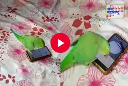 Parrot Viral Video : पोपटालाही मोबाईलची क्रेझ, कोणी हात लावल तर थेट अटॅक करतो; व्हिडीओ एकदा पाहाच