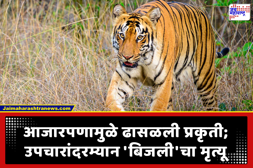 Bijli Tigress Death: संजय गांधी राष्ट्रीय उद्यानातील पर्यटकांची लाडकी वाघीण ‘बिजली’ काळाच्या पडद्याआड; 18 व्या वर्षी घेतला अखेरचा श्वास