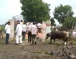 ‘ही’ म्हैस जाते गावातील सगळ्या अंत्यविधींना!