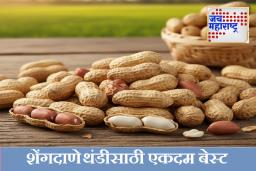 Benefits Of Groundnut : शेंगदाणे आरोग्यासाठी सुपरफूड; अंडी-काजूंपेक्षा अधिक प्रोटीन, जाणून घ्या रोज किती शेंगदाणे खावेत