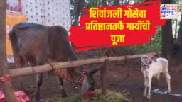 वसुबारसेच्या निमित्ताने शिवांजली गोसेवा प्रतिष्ठानतर्फे गायींची पूजा