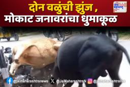 येवल्यात दोन वळुंची झुंज , मोकाट जनावरांचा धुमाकूळ सुरूच