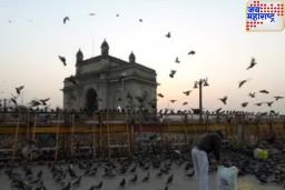 मुंबई उच्च न्यायालयाच्या आदेशाचे उल्लंघन! कबुतरांना खाऊ घालणाऱ्यावर पहिल्यांदाच गुन्हा दाखल