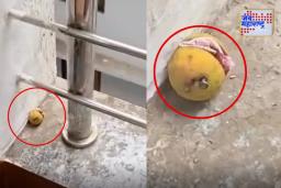 कोर्टाच्या इमारतीत संशयास्पद प्रकार, खिळा ठोकलेला लिंबू आढळला; जादूटोण्याची शक्यता