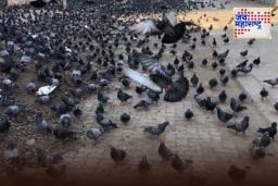 Mumbai: न्यायालयाच्या आदेशाचे उल्लंघन! वांद्रे तलावाजवळ कबुतरांना खायला घालणाऱ्या 4 जणांविरुद्ध गुन्हा दाखल