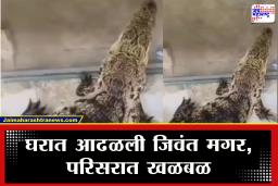Mumbai Crime: हा कसला शौक! चक्क घरात पाळली होती जिवंत मगर; वन विभाग व क्राईम ब्रँचच्या कारवाईनंतर सर्व प्रकार उघडकीस