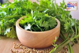 How to Store Coriander: फ्रीजशिवाय आठवडाभर कोथिंबीर ताजी ठेवण्यासाठी जाणून घ्या ‘या’ 5 सोप्या  ट्रिक्स