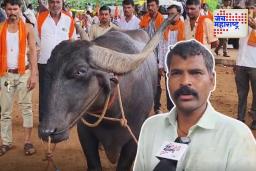 Maratha Morcha Azad Maidan:  सोलापुरातून मराठा आंदोलकाने आणला रेडा; जरांगेंना पाठिंबा देण्यासाठी आझाद मैदानावर जाणार