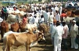 शेतकऱ्यांवर आली जनावरं विकण्याची वेळ