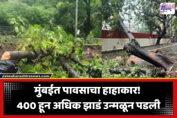 Tree Fall Incidents In Mumbai: मुंबईत मुसळधार पावसाचे थैमान; 24 तासांत 400 हून अधिक झाडं कोसळली, अनेक ठिकाणी खचल्या भिंती