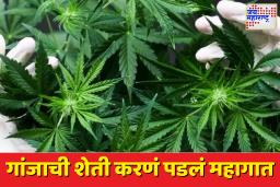 देवळा तालुक्यात लपूनछपून गांजाची शेती