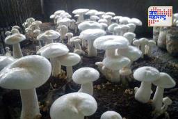 Milky Mushroom Benefits: मिल्की मशरूमचे वजन कमी करण्यापासून ते मधुमेहापर्यंतचे फायदे, जाणून घ्या..