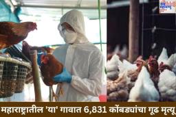 महाराष्ट्रातील ‘या’ गावात 6,831 कोंबड्यांचा गूढ मृत्यू; संपूर्ण परिसरात हाय अलर्ट जारी