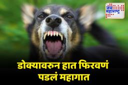 मोकाट कुत्र्याचा सात वर्षीय चिमुकल्यावर हल्ला