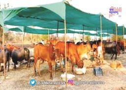 मराठवाड्यातील गंगापूरमध्ये पहिली चारा छावणी