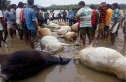 गडचिरोलीत पावसात 25 बैलांचा मृत्यू