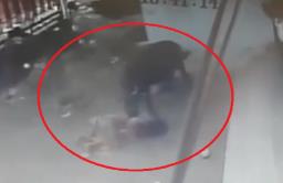 गायीच्या हल्ल्यात दोन महिला गंभीर जखमी
