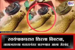 Sindhudurg Leopard In Kitchen: वेंगुर्ल्यात बिबट्याची दहशत; घराच्या किचनमध्ये शिरला बिबट्या, वनविभागाकडून थरारक रेस्क्यू, व्हिडीओ व्हायरल