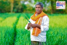 Namo Shetkari 7th Installment : नमो शेतकरी महासन्मान निधीबाबत मोठी माहिती समोर, 7 वा हप्ता कधी येणार?