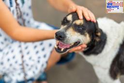Pet Dog Bite : खेळता-खेळता पाळीव कुत्र्याचं नख लागल्याचं निमित्त झालं…दुर्लक्ष केलं; अन् पोलीस निरीक्षकासोबत घडला अनर्थ