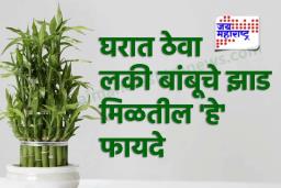 Lucky Bamboo Plant : हे लकी बांबूचे झाड तुमच्या घरात आहे का? वास्तूशास्त्रानुसार कोणत्या दिशेला ठेवावं