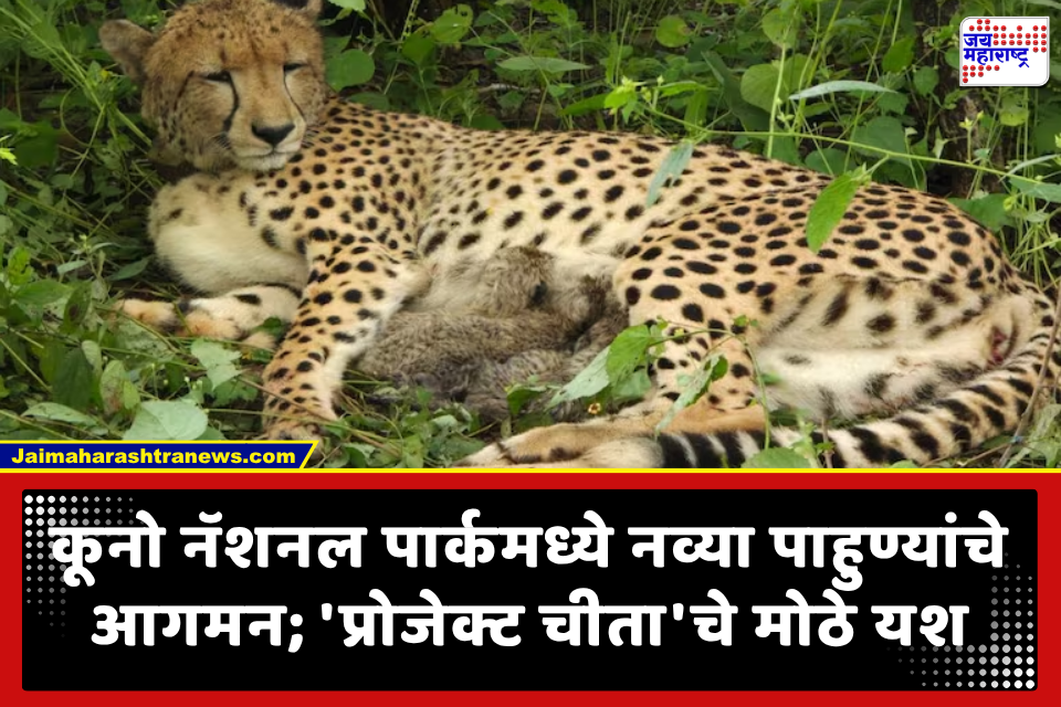 ‘Project Cheetah’ च्या चार वर्षपूर्तीनंतर मोठी ‘गुड न्यूज’; कूनो नॅशनल पार्कमध्ये भारतात जन्मलेल्या मादीने दिला 4 गोंडस शावकांना जन्म