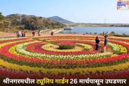 रंगीबेरंगी फुले पाहण्याची आवड असलेल्यांसाठी आनंदाची बातमी! श्रीनगरमधील आशियातील सर्वात मोठे ट्यूलिप गार्डन 26 मार्चपासून उघडणार