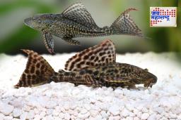 Helicopter Fish : उजनी धरणात ‘हेलिकॉप्टर’ माशांचा सुळसुळाट; शोभेचा मासा गोड्या पाण्यातील प्रजातींसाठी धोकादायक, मच्छीमार चिंतेत