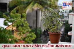Tulsi Upay : धनप्राप्ती आणि सुख-शांतीसाठी तुळशीचे हे उपाय करा! नित्य पूजनाने घरात लक्ष्मी नांदेल