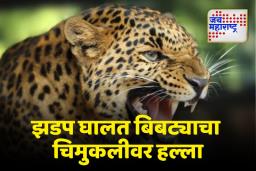 Manchar Leopard Attack: बिबट्याने ऊसातून झडप घातली अन्…, आजोबांनी सांगितला धक्कादायक प्रकार