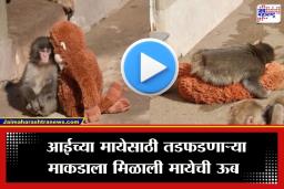 Viral Video Of Baby Monkey: आईसह प्राणीसंग्रहालयात सर्वांनी नाकारलं, पण एका खेळण्याने दिला आधार; ‘पंच’ माकडाचा व्हिडीओ पाहून नेटीझन्स भावूक