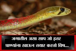 Rare Snake in the World: जगातील असा दुर्मिळ साप जो बेडकाकडून मिळवतो विष…; निसर्गातील ‘या’ अद्भुत सापाच्या प्रजातीबद्दल माहित आहे का?