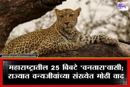 Maharashtra Leopards : महाराष्ट्रातील 25 बिबट्यांचे गुजरातच्या ‘वनतारा’मध्ये पुनर्वसन; 10 वर्षांत बिबट्यांची संख्या चौपट, वनमंत्री नाईक यांची माहिती